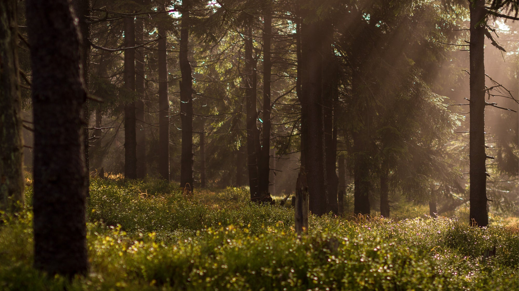 Into the woods: the benefits of forest bathing