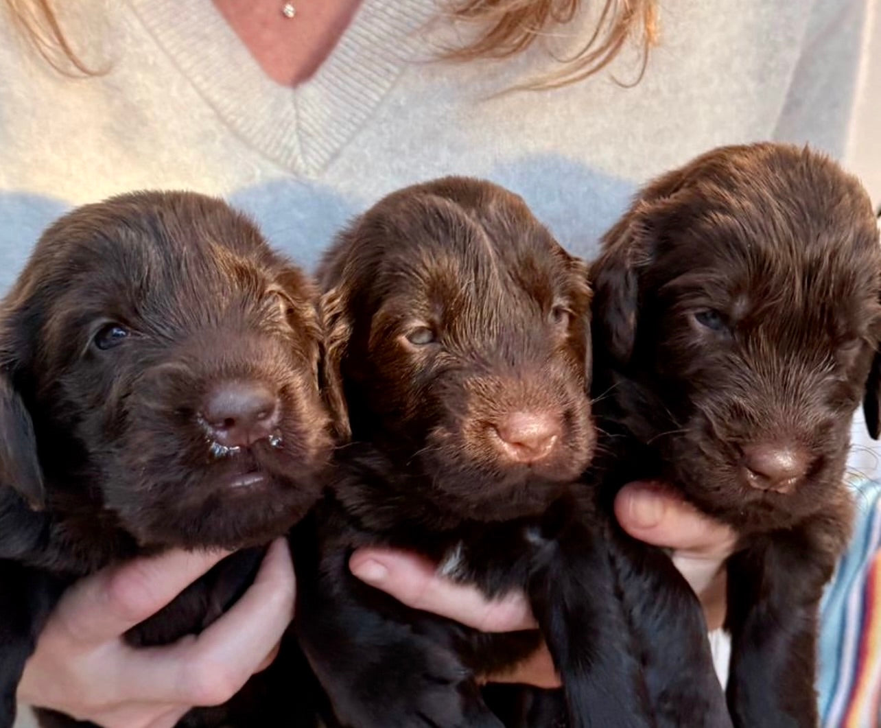 Flat coat retriever puppies six weeks old Aja Botanicals spring 2026