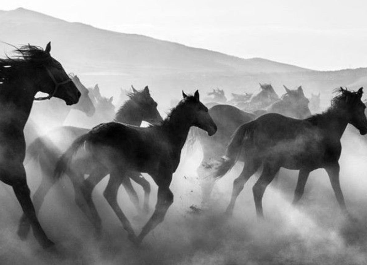 Behind the Scent: Wild Horses