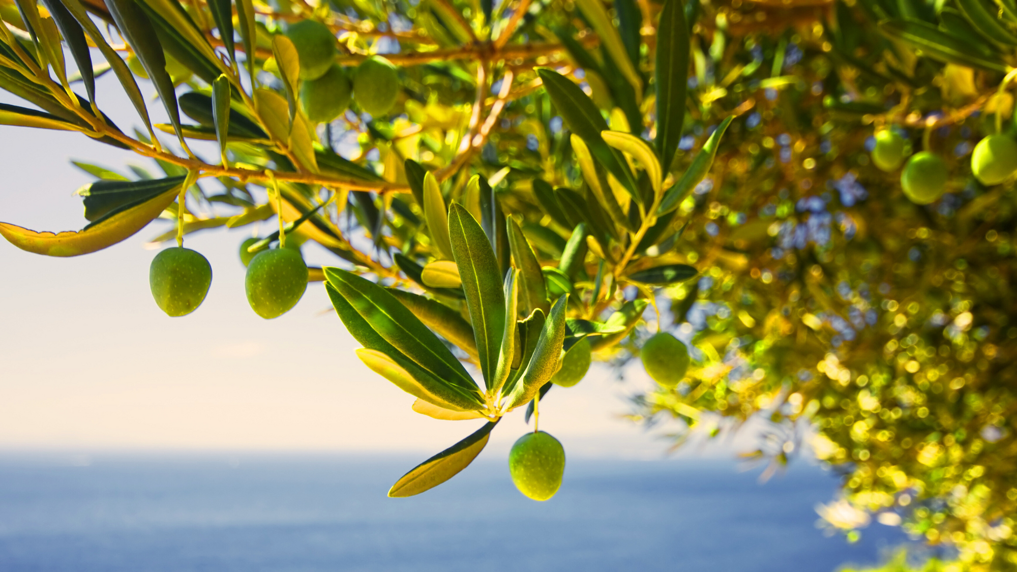 The Wisdom of Trees: Lessons from the Ancient Olives of Puglia