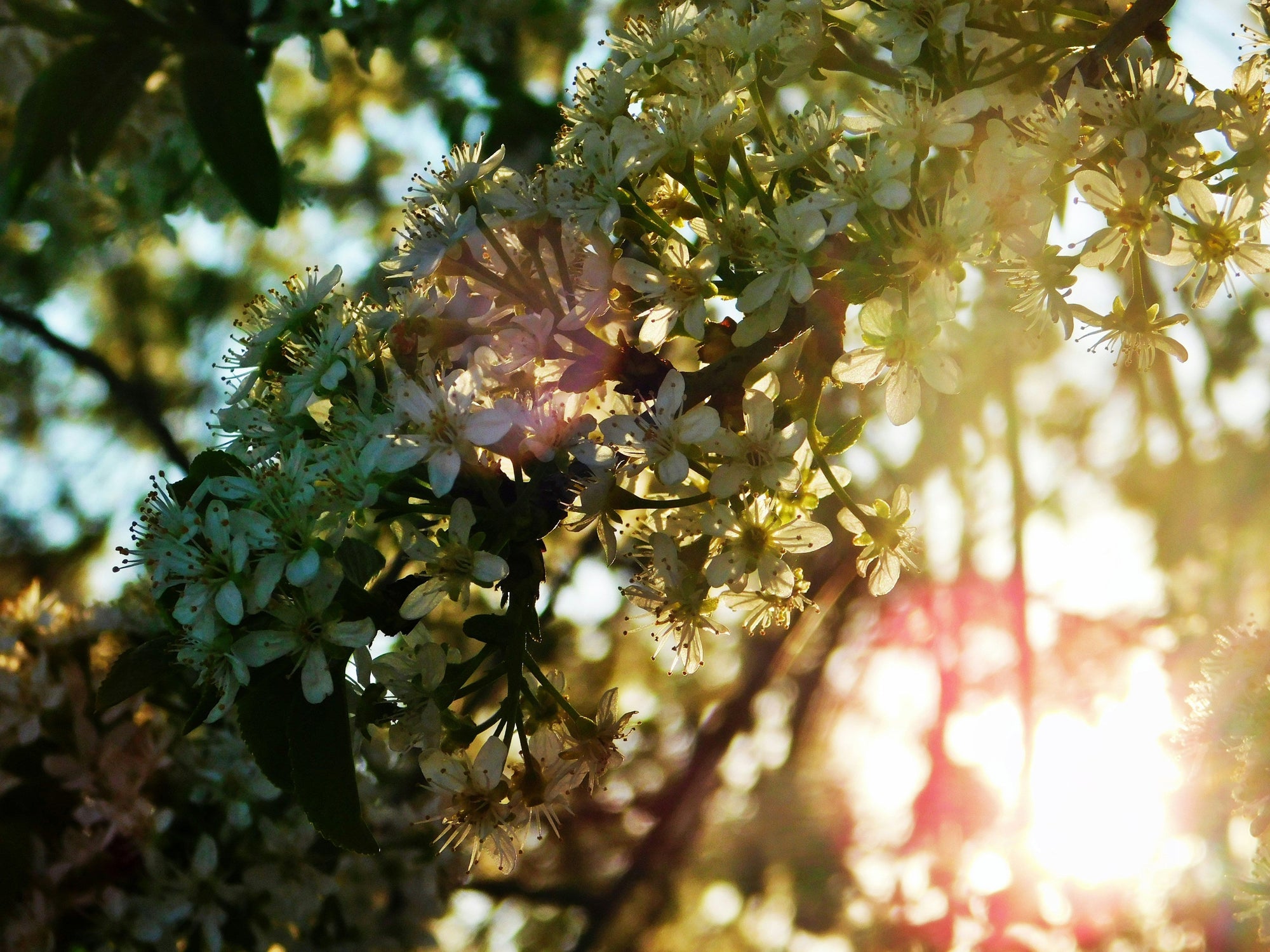 SPIRIT NOTES: TAURUS SEASON: AWAKEN YOUR SENSES